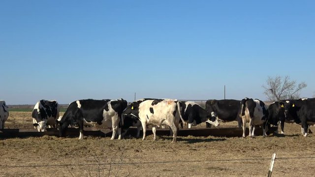 December, 2017, Texas. Dairy farm. Cows eating.