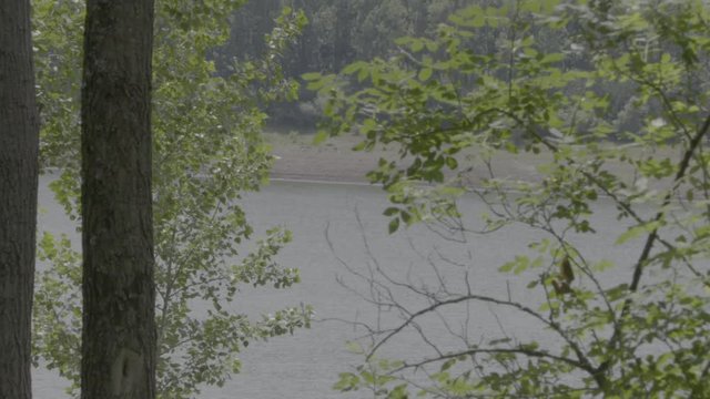 Lake in the middle of the trees
