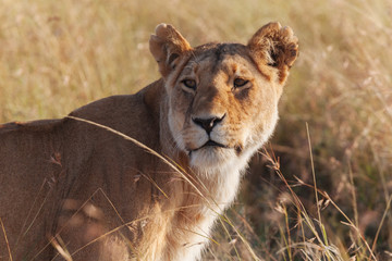 Fototapeta na wymiar Lion in Nature 