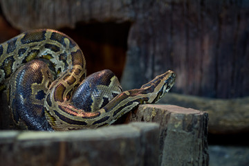 Python snake . Dangerous animal