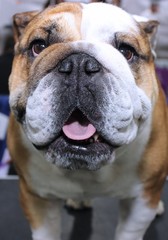 Fototapeta premium BROWN AND WHITE BULLDOG