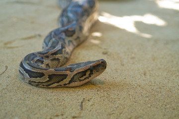 Python snake . Dangerous animal