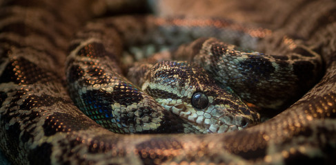 Python snake . Dangerous animal