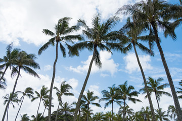 Fototapeta na wymiar Palm Trees and Sky