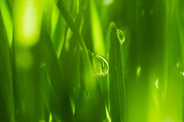 Fototapeta premium Close Up Dew water on the grass