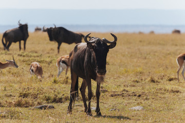 wildebeest in Nature 
