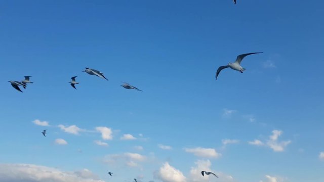 Seagulls flying on blue sky. 