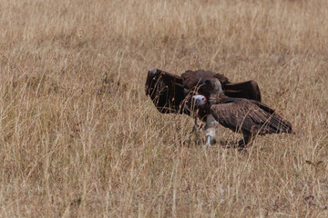 Vulture in Nature 