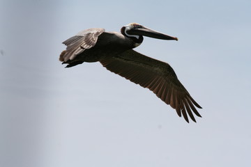 pelican flying isolated in the sky