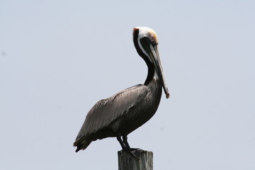 pelican perched on wood piling isolated with sky