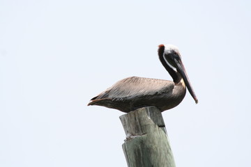 pelican sitting on wood piling looking at camera