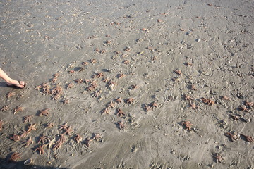 baby starfish scattered on beach