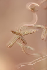 Multiple exposure　Feng shui 　Nature leaf