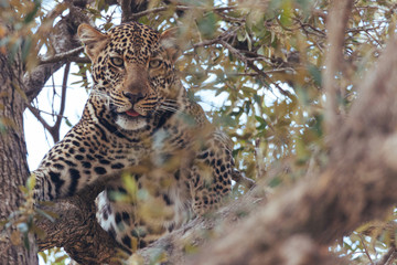 Leopard in Nature 