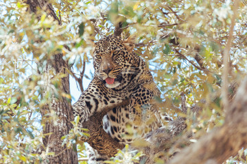 Leopard in Nature 