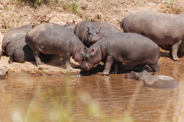 hippopotamus in nature 