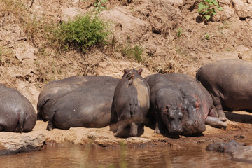 Fototapeta premium Hippopotamus in the Nature