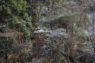 Dusting of snow on a forest in a warm climate region