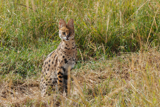 Serval, wild cat in Nature 