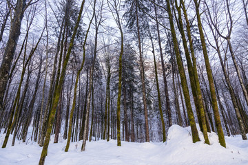 Fototapeta premium Winter forest in Julian Alps mountains