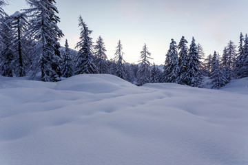 Fototapeta na wymiar Winter landscape with fir trees