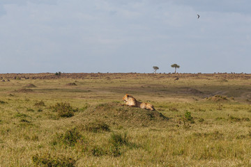 Lion in Nature 
