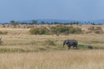 Fototapeta premium Elephant in Nature 