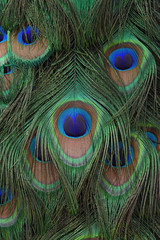 Peacock feathers background.