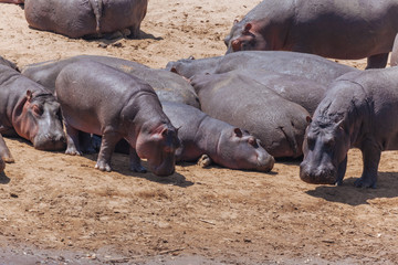 Hippopotamus in the Nature