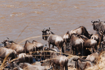 Wildebeest in Nature 