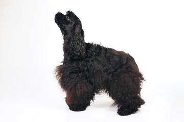 Obedient Black American Cocker Spaniel dog staying indoors on a white background