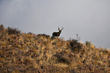 Rutting John Day bucl