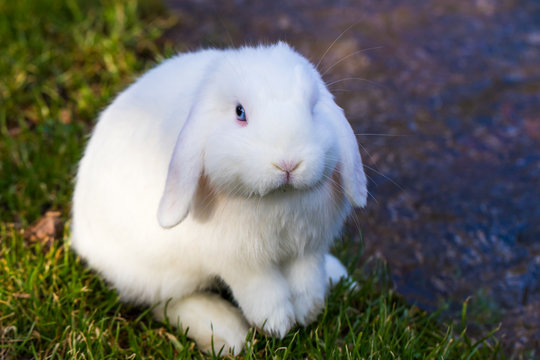 Horizontal photo of a white bunny rabbit with blue eyes sitting on green grass by a stream