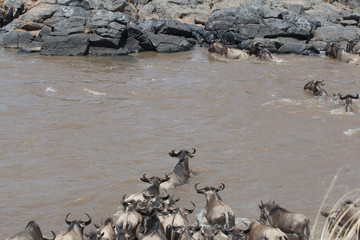 Fototapeta premium Wildebeest in Nature 