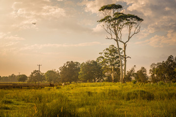 Australian Countryside Landscape . Farm Field in Rural Nes South Wales with eucalyptus trees in background