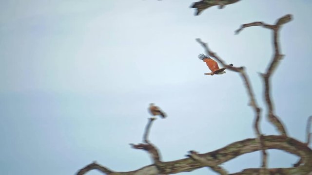 Camera follows flying Eagle slow motion video. Wild animals of Yala park in Sri Lanka