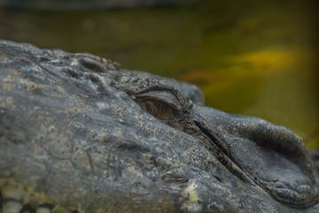 crocodile. Alligator. Dangerous animal