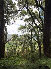 forest, tree, nature, trees, green, landscape, wood, spring, park, woods, outdoors, foliage, leaf, summer, environment, leaves, light, autumn, path, grass, outdoor, sun, beech, season, pine