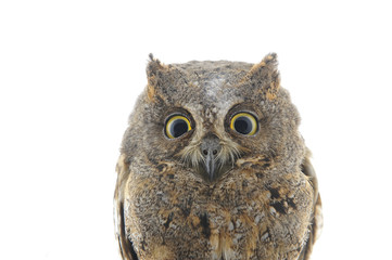 The owl in the white back