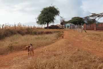 Naklejka na ściany i meble Landscape in Kenya