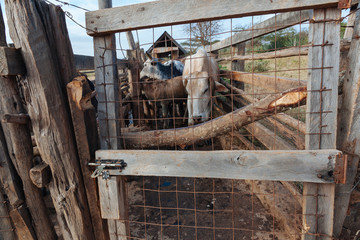 Cow in Kenya, Africa