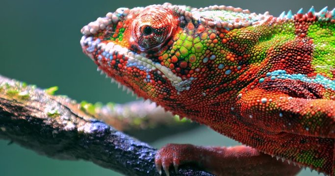 Chameleon moving big eye while looking around and moving slowly on tree branch. Detailed close up view of colorful and vivid textured skin