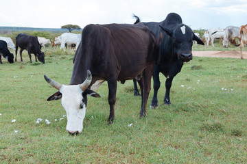 Cow in African desert.