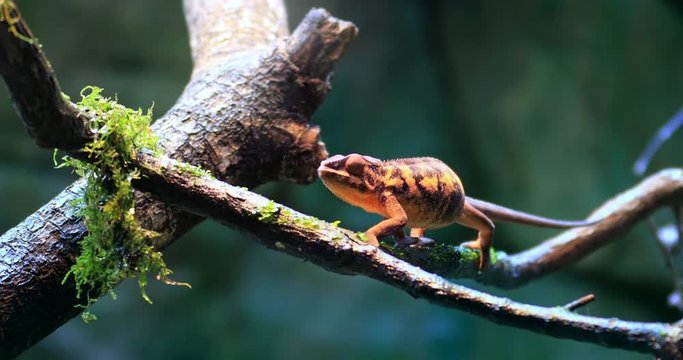 4K natural video of wild Chameleon lizard on branch in forest. Exotic reptile in natural habitat environment