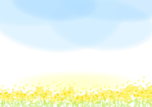 
菜の花　青空