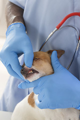 Veterinarian checks teeth to a dog - animal and pet veterinary care concept