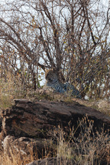 Leopard in Nature 