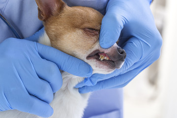 Veterinarian checks teeth to a dog - animal and pet veterinary care concept