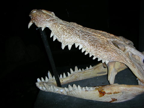 Brasilianisches Krokodil