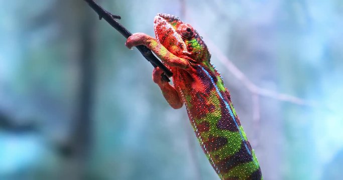 Beautiful chameleon on tree branch